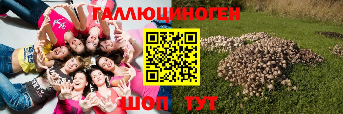 Кропоткин  Галлюциногенные грибы Psilocybe  Вход с VPN 